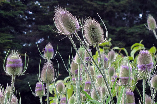 Il cardo dei lanaioli selvatico: un piccolo cosmo da giardino su steli spinosi  - Piantare il cardo dei lanaioli selvatico: mini-biotopo per uccelli &amp; insetti