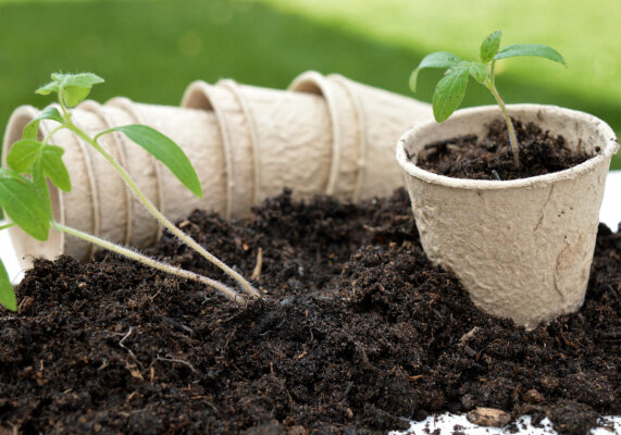 Come trapiantare le piantine seminate a marzo - 