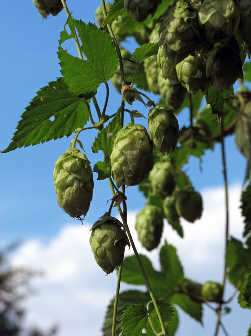 Hopfenranken