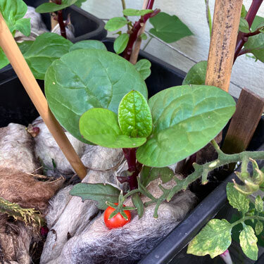 Blumentopf gemulcht mit Schafwolle