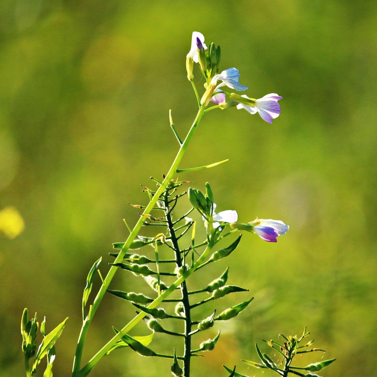Rafano da foraggio (Raphanus sativus var. oleifera)