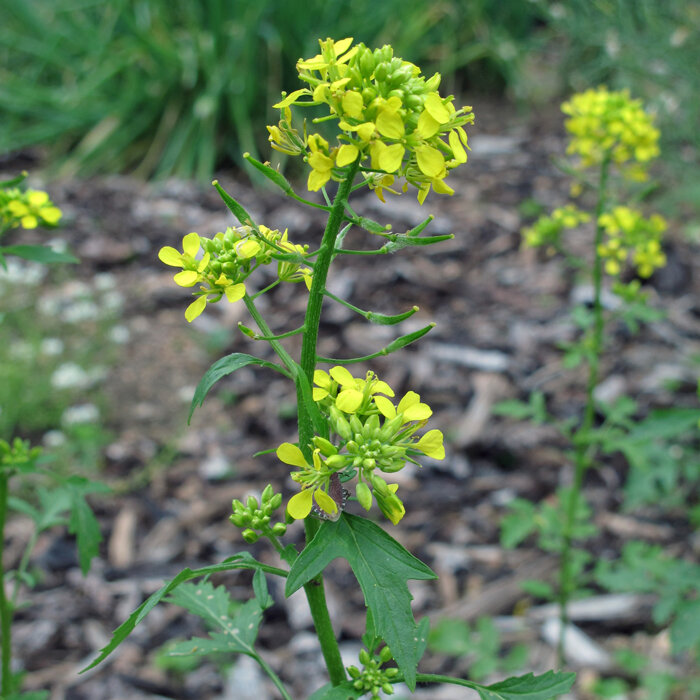 Senape bianca (Sinapis alba)