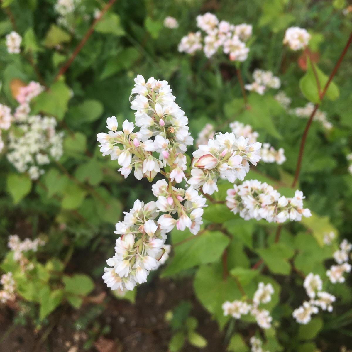 Grano saraceno (Fagopyrum esculentum)