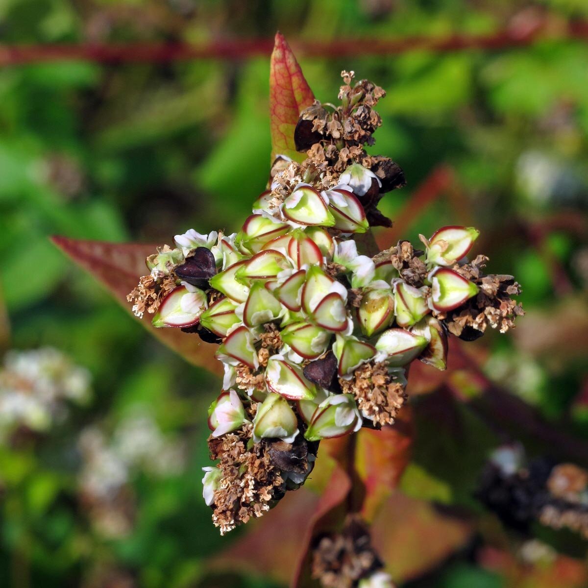 Echter BucGrano saraceno (Fagopyrum esculentum)