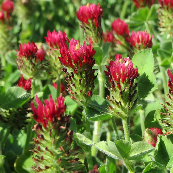 Trifoglio incarnato (Trifolium incarnatum)