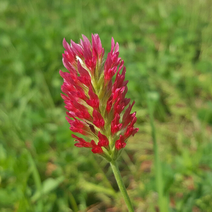 Trifoglio incarnato (Trifolium incarnatum) 