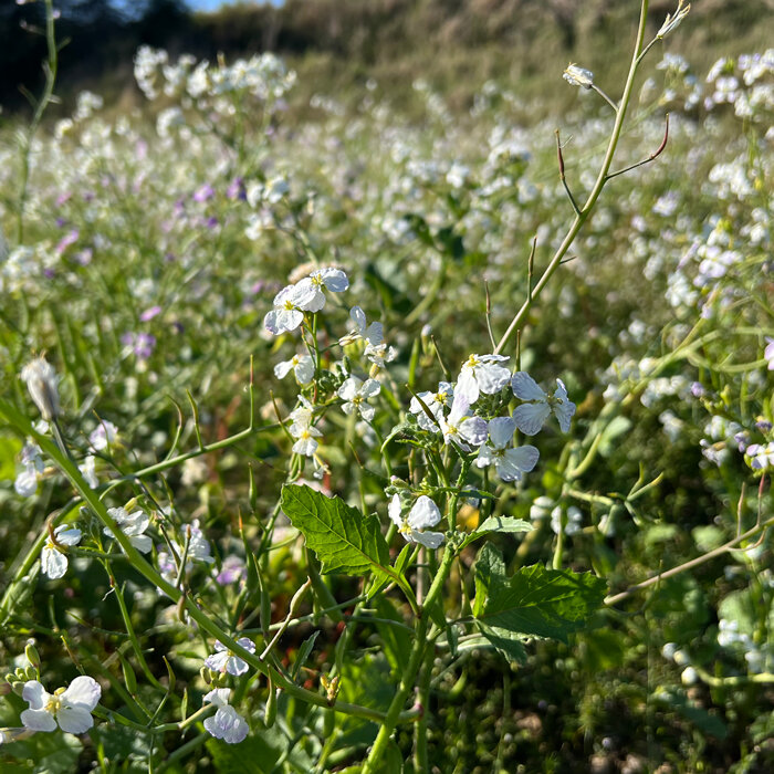 Rafano da foraggio (Raphanus sativus var. oleifera)