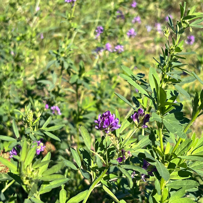 Veccia pelosa / Veccia invernale (Vicia villosa) 