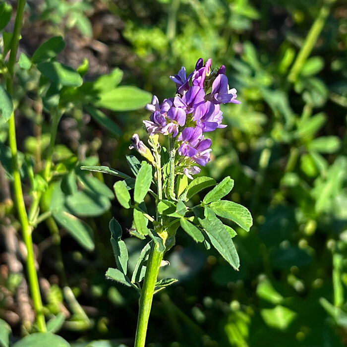 Veccia pelosa / Veccia invernale (Vicia villosa)