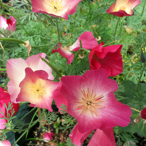 Escolzia della California 'Carmine King' (Eschscholzia californica)