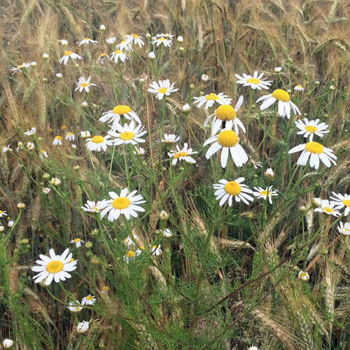 Camomilla comune (Matricaria chamomilla)