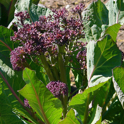 Broccolo 'Purple Sprouting' (Brassica oleracea)