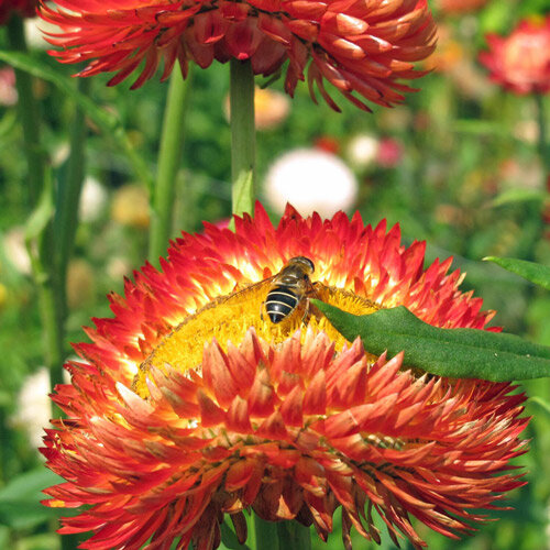 Elicriso lucido / Fiore di carta (Xerochrysum bracteatum) 