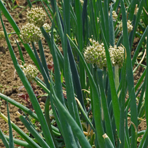 Cipoletta (Allium fistulosum)