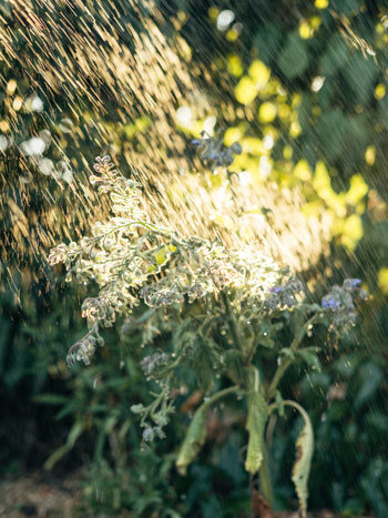 Pflanzen morgens giessen