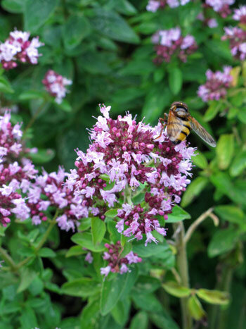 Oreganobluete zieht viele Insekten an