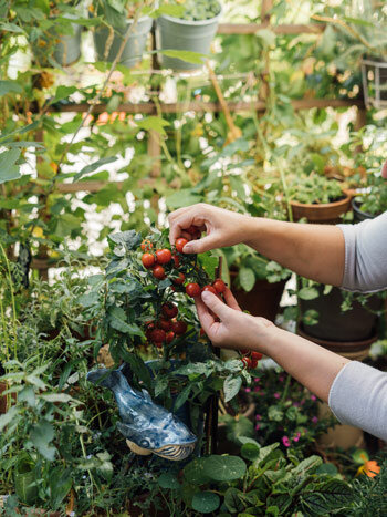 Vertikale Platznutzung für Pflanzen am Balkon