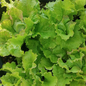 Lattuga batavia 'Grazer Krauthäuptel' (Lactuca sativa)