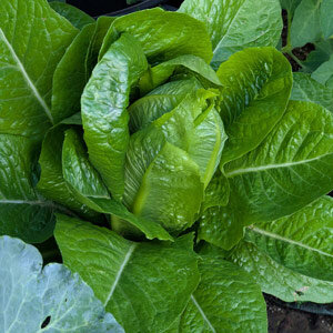 Romanella 'Little Gem' (Lactuca sativa)