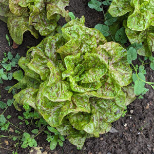 Lattuga romana 'coda di trota'