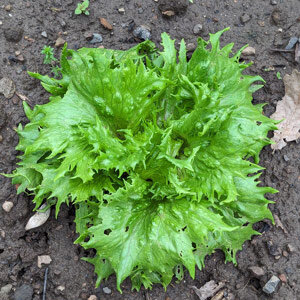 Lattuga iceberg 'Ice Queen' (Lactuca sativa) 