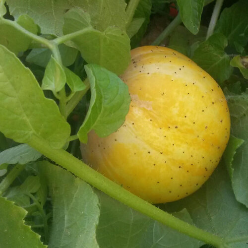 Cetriolo mela (Cucumis sativus)