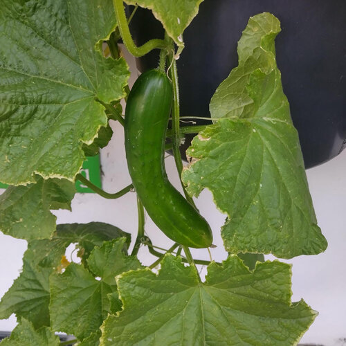 Cetriolo 'Tanja' (Cucumis sativus) 