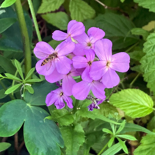 Viola matronale (Hesperis matronalis)