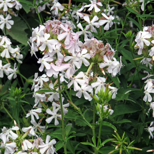 Saponaria comune (Saponaria officinalis)