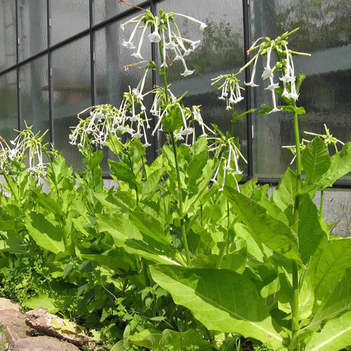 Tabacco silvestre (Nicotiana sylvestris) 