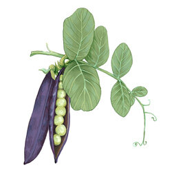 Un’illustrazione di un baccello di pisello