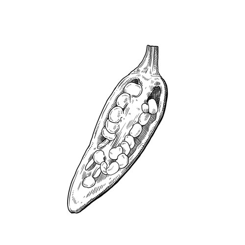 Aufgeschnittene Chilischote