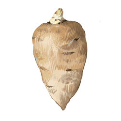 Un’illustrazione del cerfoglio tuberoso