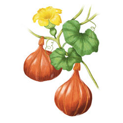 Un’illustrazione della zucca Hokkaido