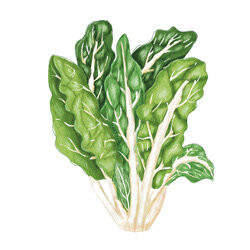 Un’illustrazione della bietola a coste bianche