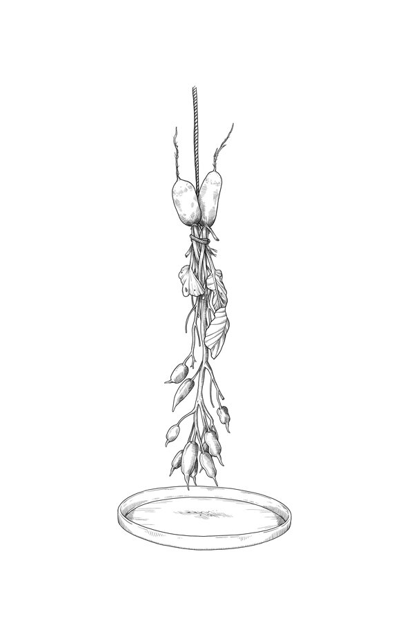 Radieschensamen zum Trocknen aufhängen