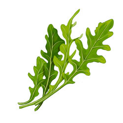 Un’illustrazione della rucola