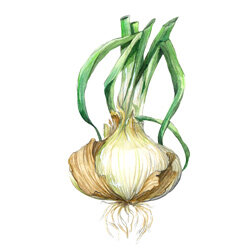 Un’illustrazione di una cipolla dolce