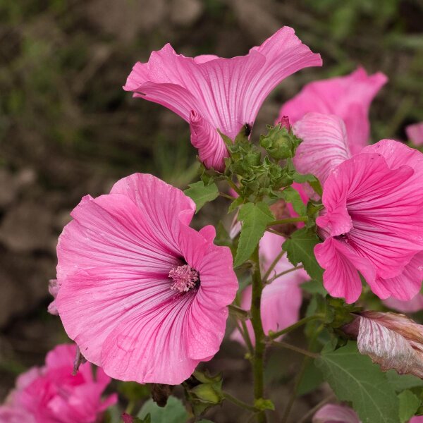 Malva regina (Lavatera trimestris)  semi