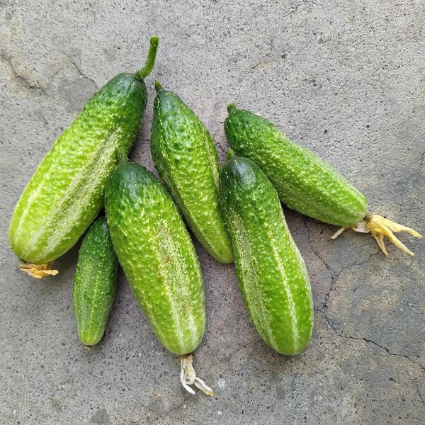 Cetriolo da conserva "Vorgebirgstrauben" (Cucumis sativus) semi