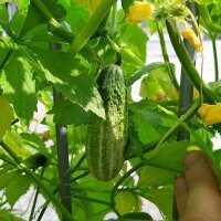 Cetriolo da conserva "Vorgebirgstrauben" (Cucumis sativus) semi