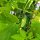 Cetriolo da conserva "Vorgebirgstrauben" (Cucumis sativus) semi