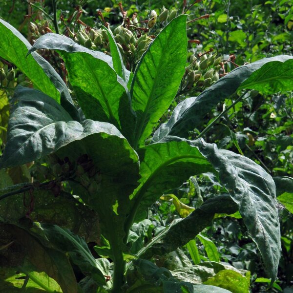Tabacco Golden Virginia Nicotiana Tabacum Biologico Semi tabacco-golden-virginia-nicotiana-tabacum-biologico-semi