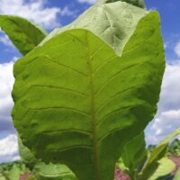 Tabacco Golden Virginia (Nicotiana tabacum) biologico