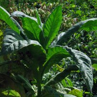 Tabacco Golden Virginia (Nicotiana tabacum) biologico