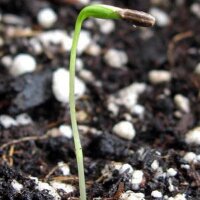 Cerfoglio bulboso (Chaerophyllum bulbosum) biologico semi