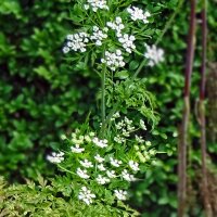 Cerfoglio bulboso (Chaerophyllum bulbosum) biologico semi