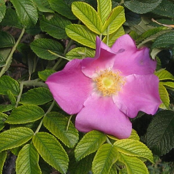 Rosa rugosa (Rosa rugosa) semi