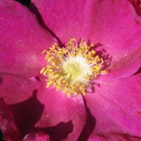 Rosa rugosa (Rosa rugosa) semi