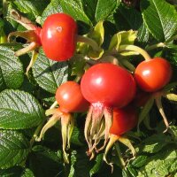 Rosa rugosa (Rosa rugosa) semi